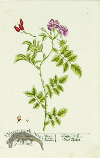 Blackwell German 056